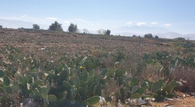 TERRENO PANAMERICANA LA JOYA-5